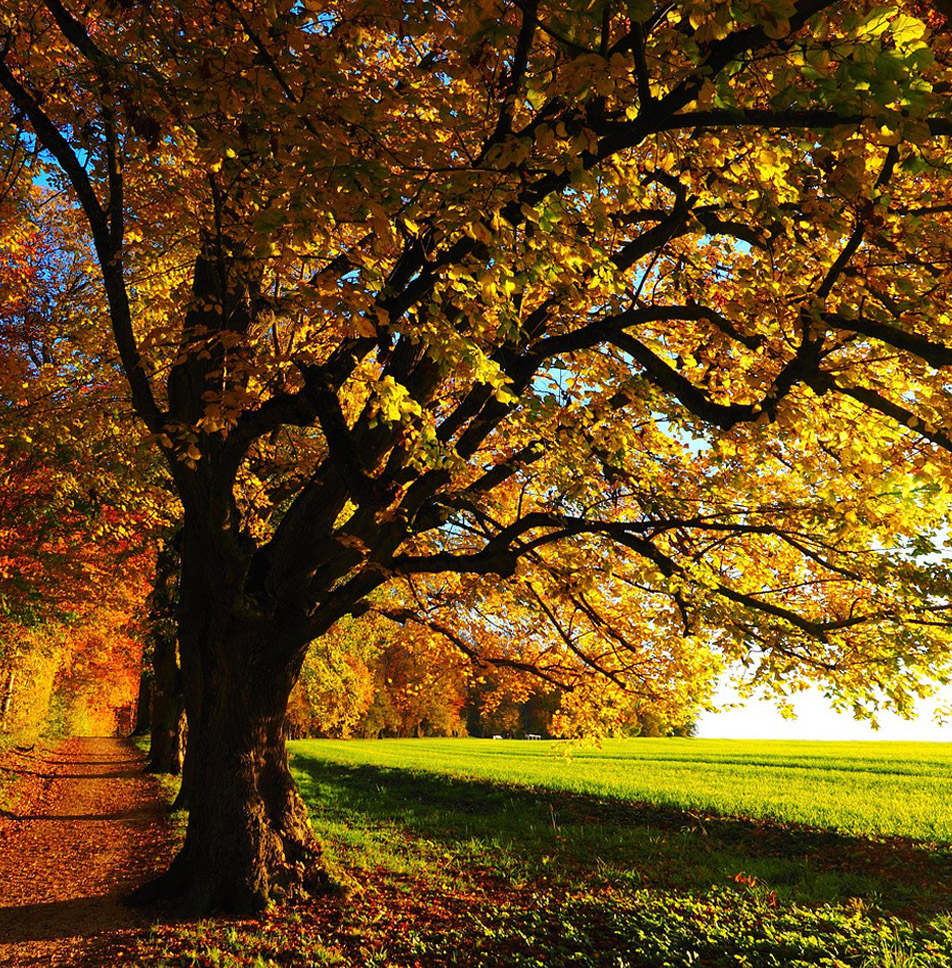 aDX_0001_autunno