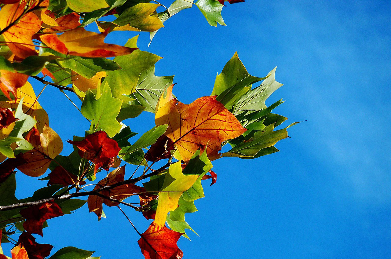 principale_0001_autunno